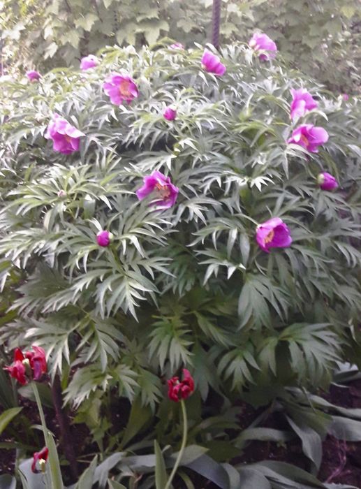 Пион Марьин корень.