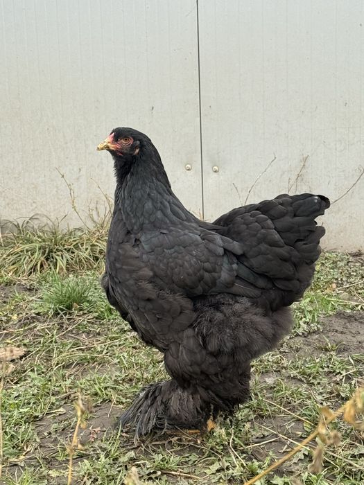 Oua brahma diferite culori