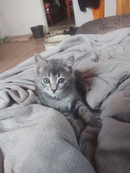 Котята  в добрые руки