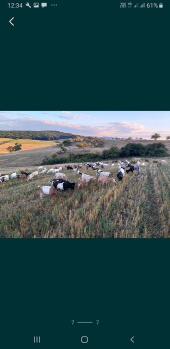 Carne de ied promoție 2026