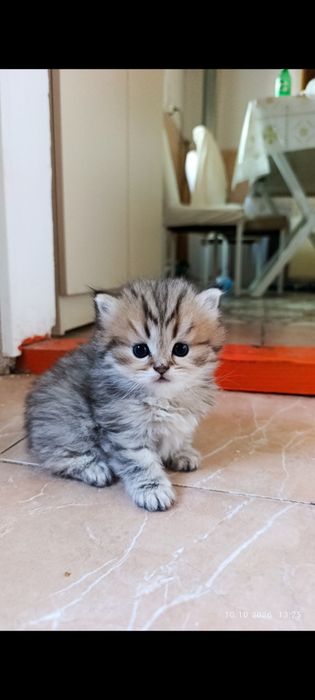 Продаётся котята