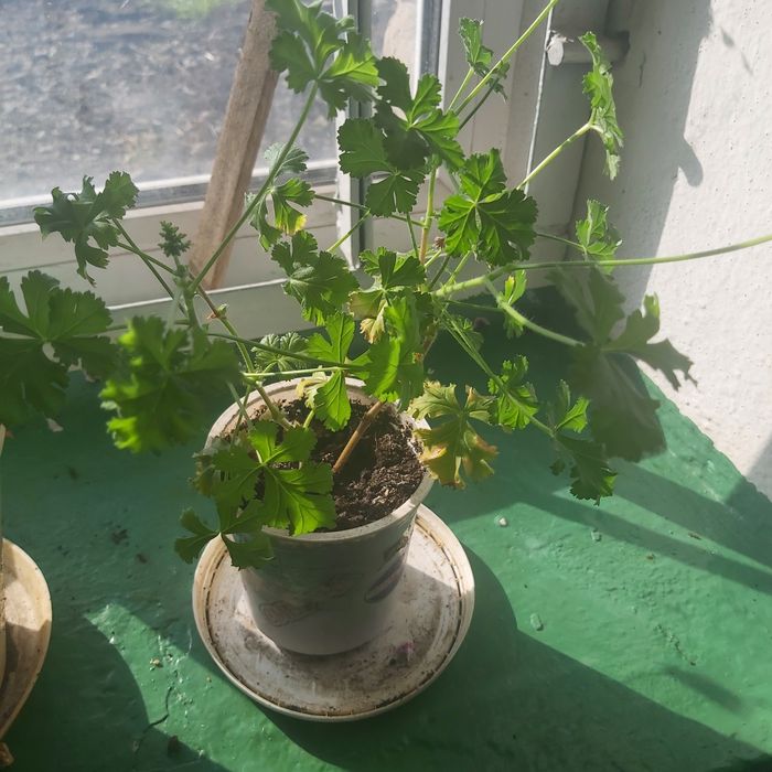 Продам зональную герань