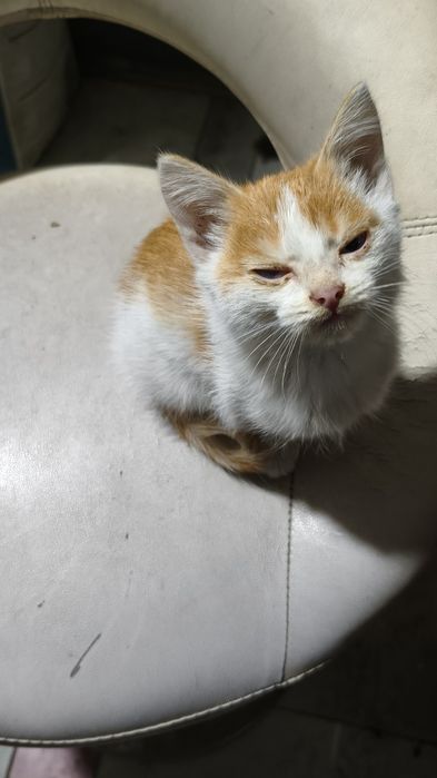 Отдам кота доставим сами куда надо