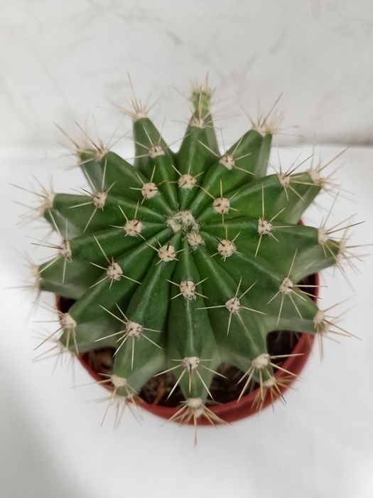 Кактус "Эхинопсис"  шаровидной формы