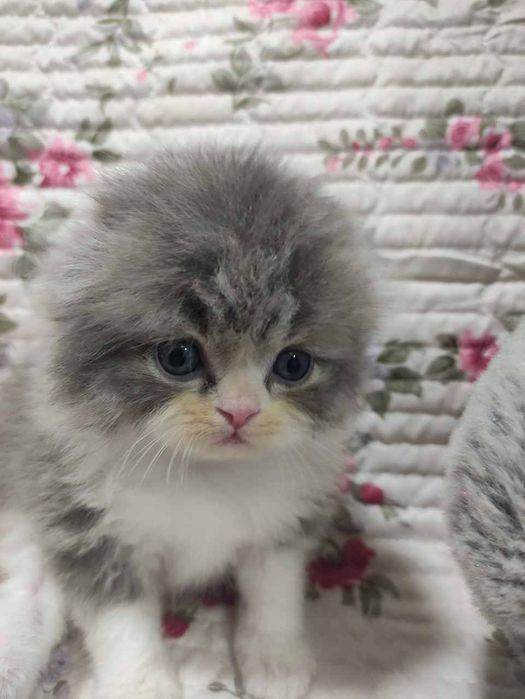 продаются котята скоттиш фолд.