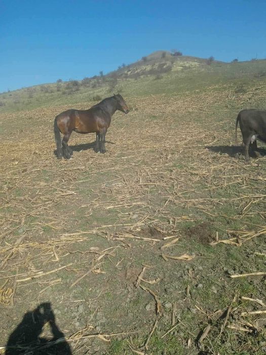 Cal de vânzare intre 3 si 4 ani