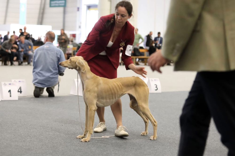 ҚҰМАЙ ТАЗЫ сатылады