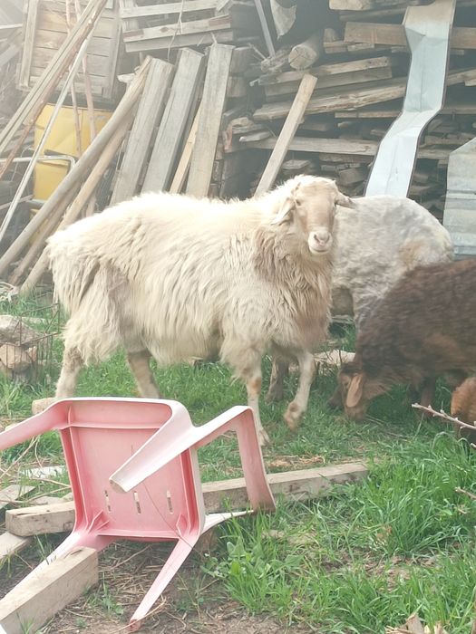 Кошкар 2 жас семыз