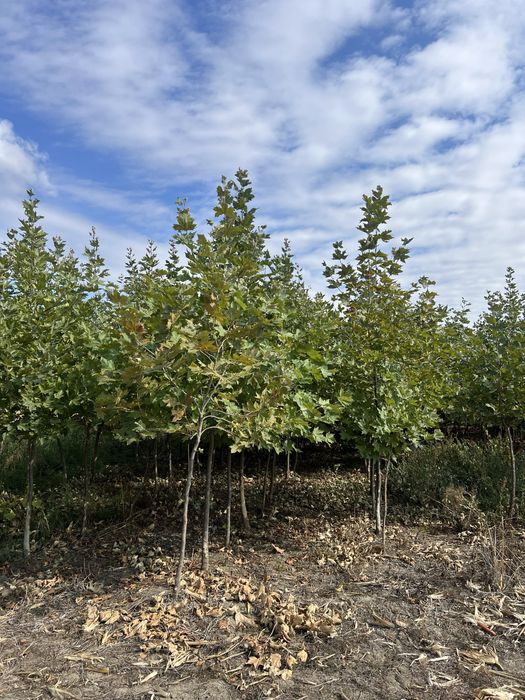 Platan englezesc 2m - 5m calitate premium rata de prindere 100%