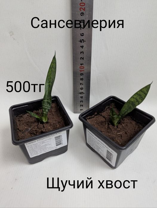Цветы комнатные разные