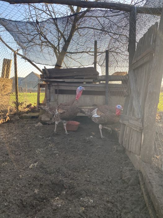 vand curcani frumosi si mari