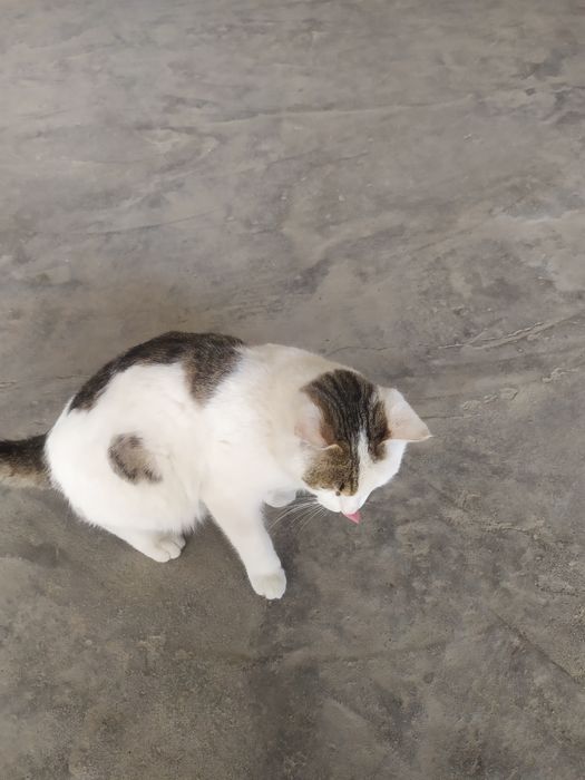 Mushuk sotiladi narxi