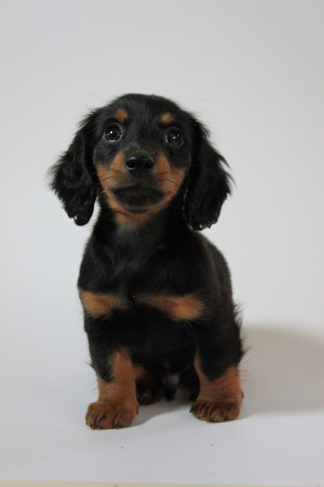 Teckel superb talie mica