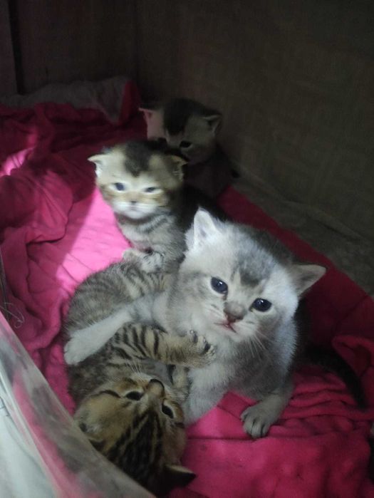 Шотландские котята бронь