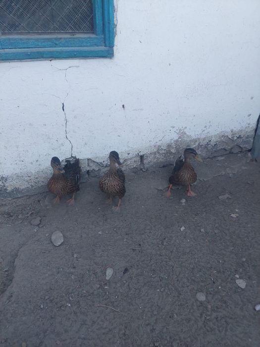 Продам уток продам