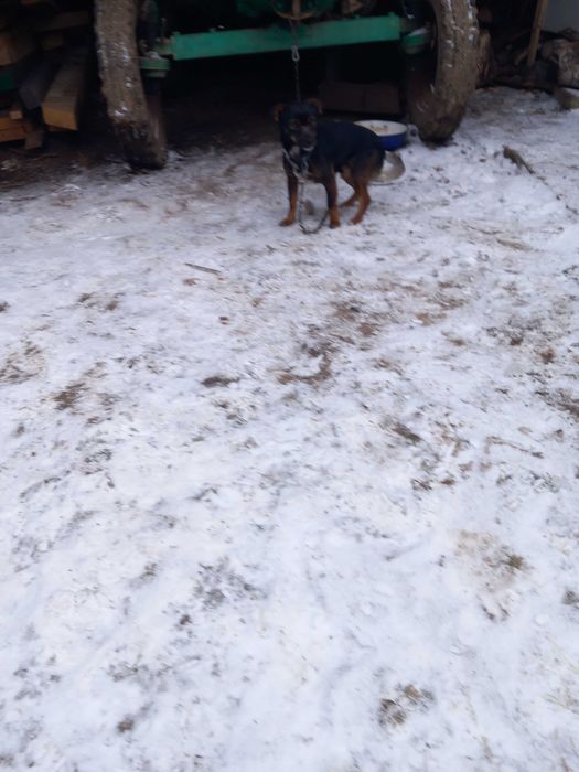 Donez caine și cățelușa urgent