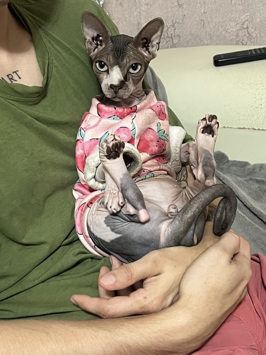 Отдам кота Сфинкс