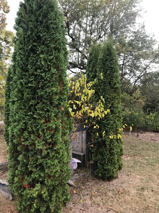 Продава се Къща в с. Крумово, Област Варна - 55 кв.м за 819 €/кв.м - Снимка #19