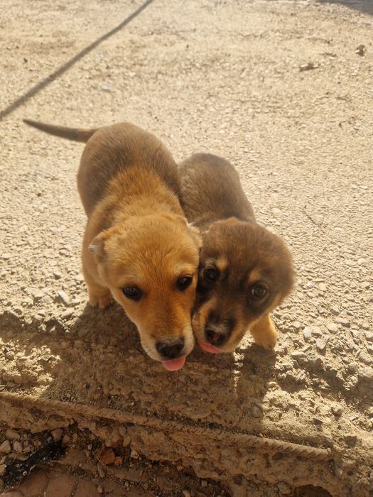 Отдам бесплатно щенков