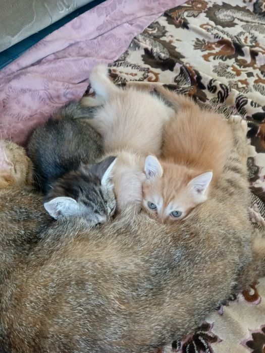 В добрые руки котята