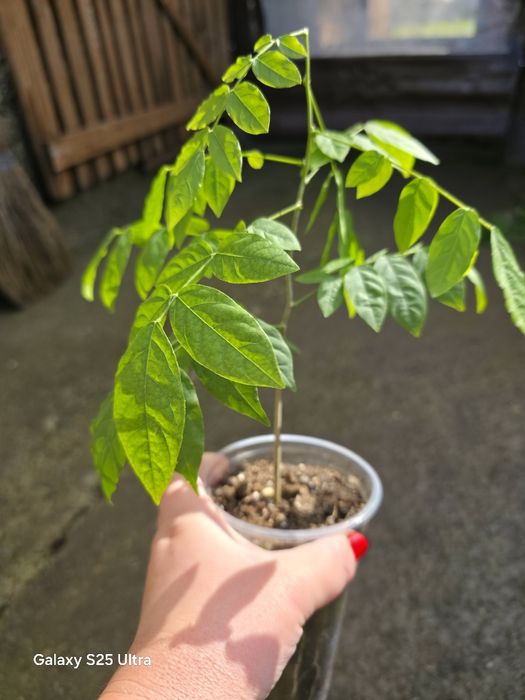 Глициния (вистерия)