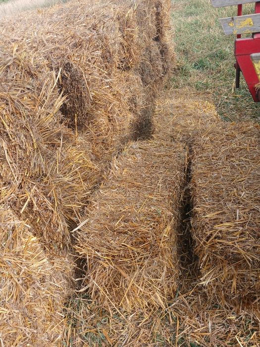 Vând baloți din paie de ovăz  neirbicidate.