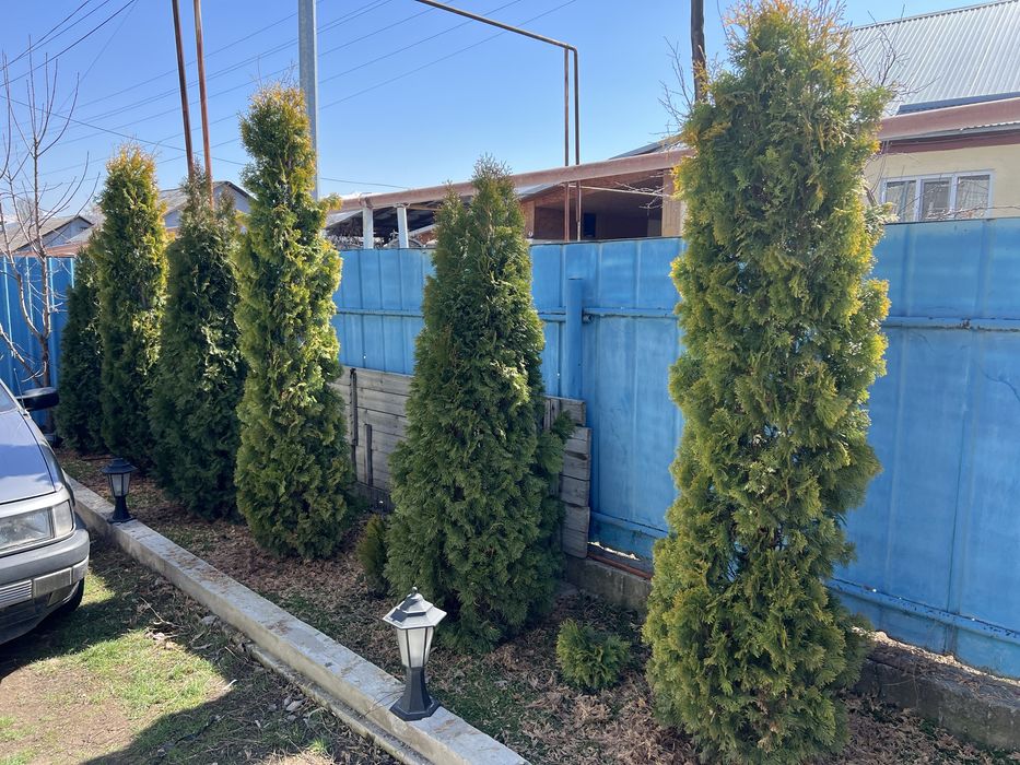 Продам туи по 2,5 метров