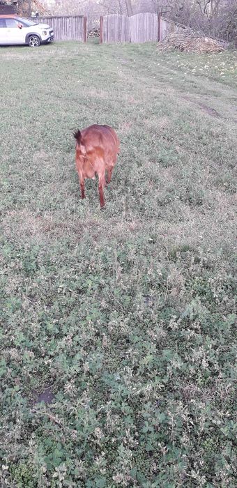 Vând  capră de trei ani la primăvară