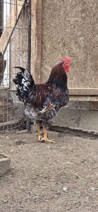 Oua incubat gaini livenski