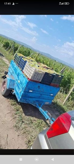 Vand Struguri de Vin