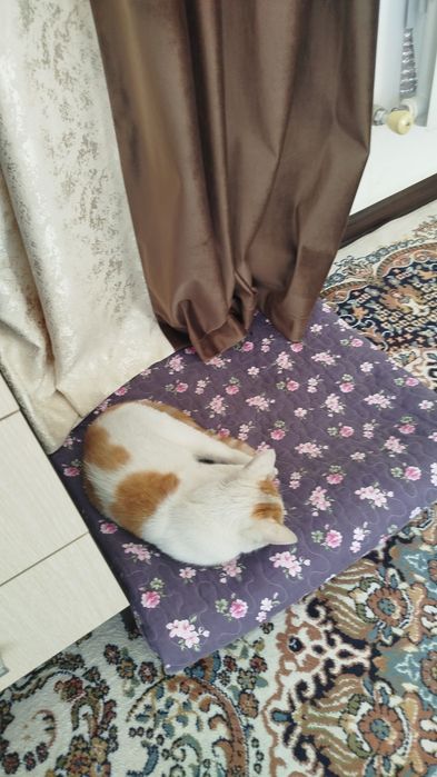 Котёнок, мальчик.