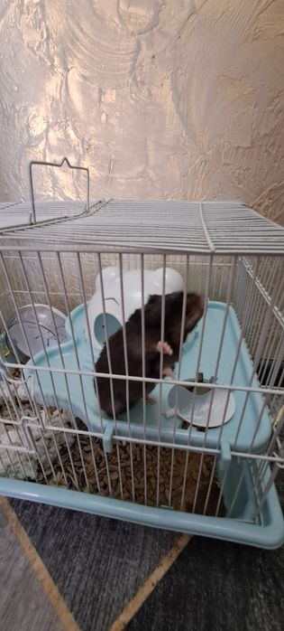 Отдам в добрые руки..