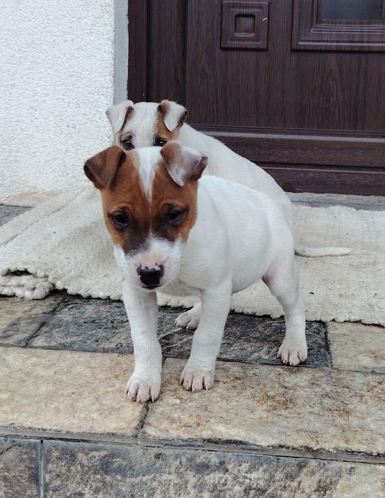 Jack Russell fetita