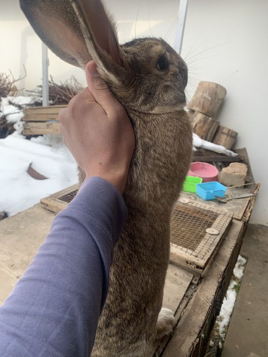 Quyon erkak flandr  кролик самец фландер     Қуйон эркак фландр