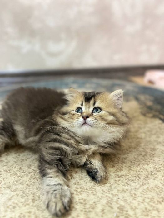 Шикарные котята ищут любящую семью