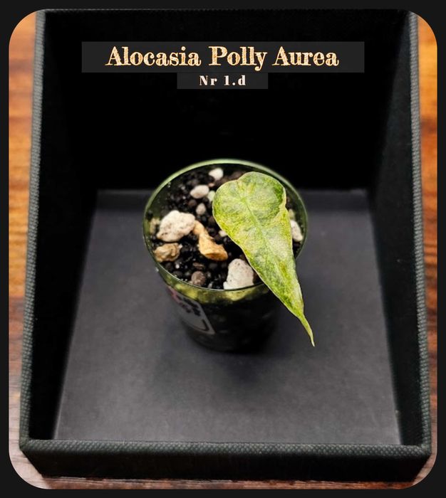 Plante, Alocasia Variegata , Monstera Albo