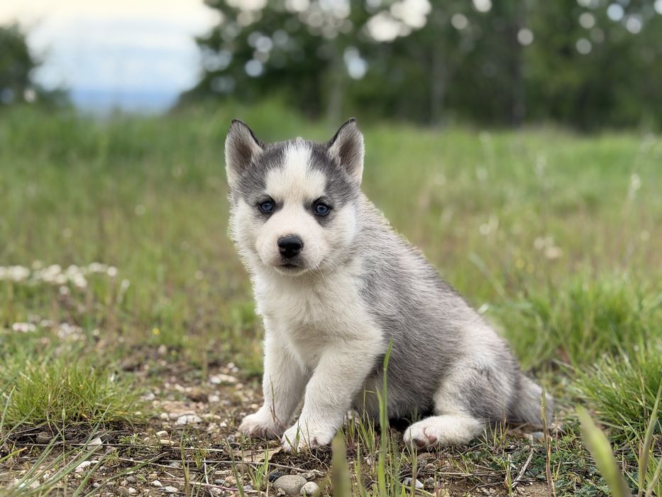 Femela husky siberian!