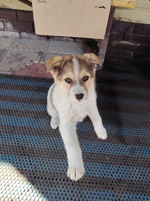 Милый щенок в добрые руки.