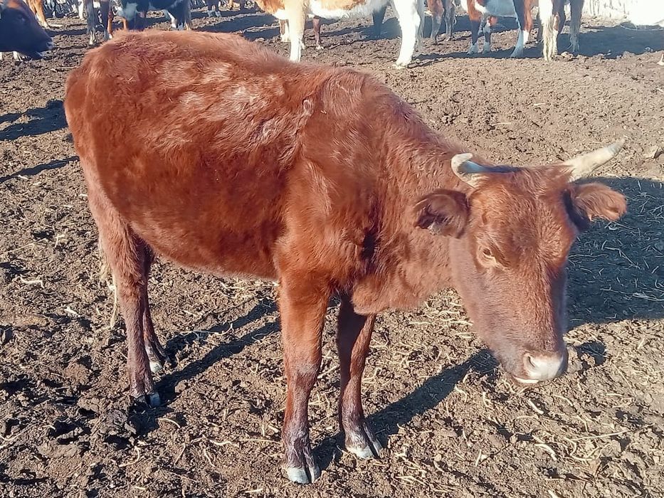 Коровы с телятами