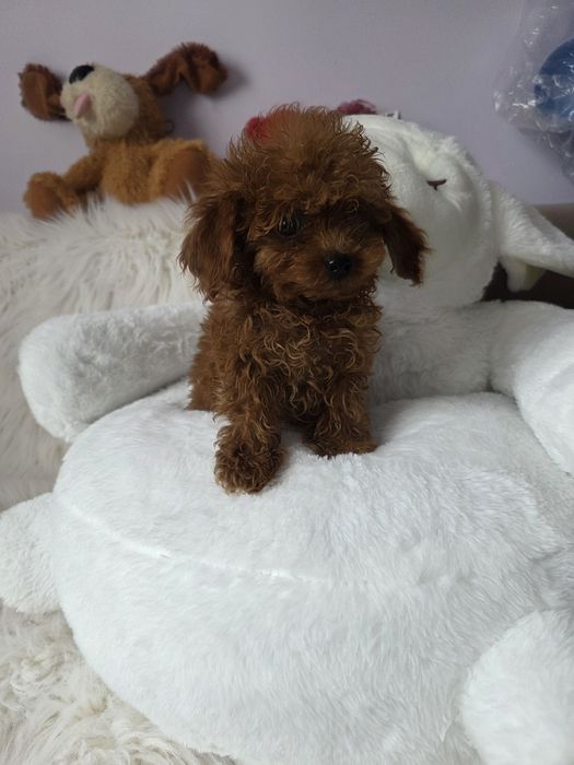 Пудел той с родословие/всички ваксини