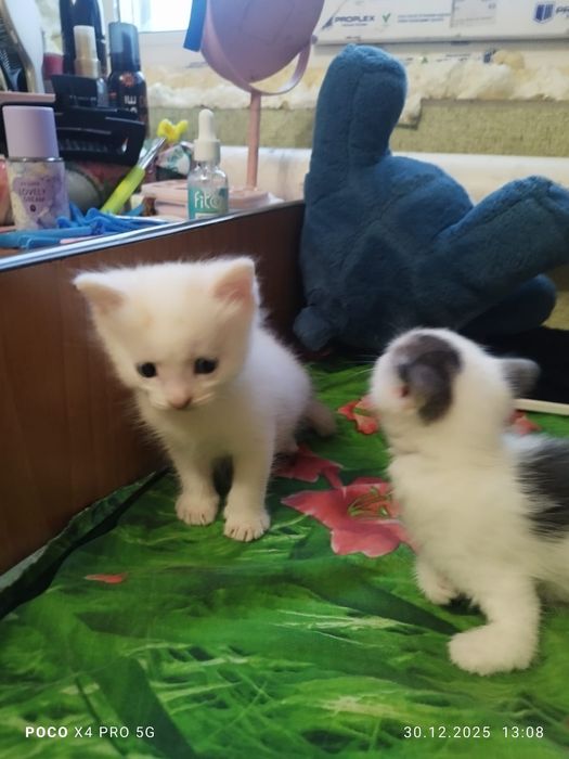 Отдам котят инвалидов