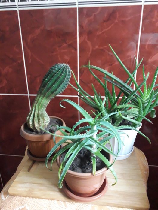 Алоэ столетник .