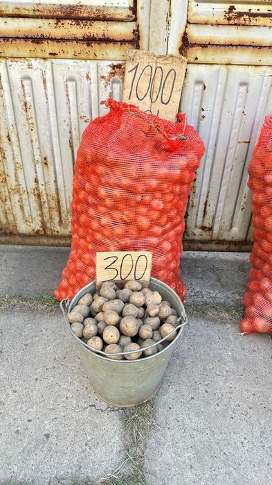 Картофель едовой, семенной, кормовой