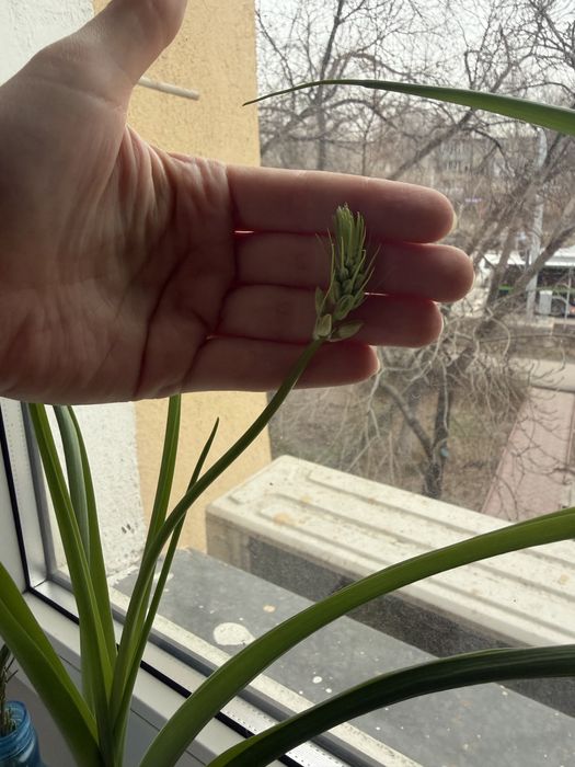 Индийский лечебный лук