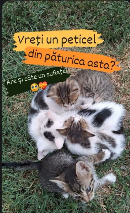 Pui de pisică, motănei de 2 luni și ceva spre adopție GRATIS, Năvodari