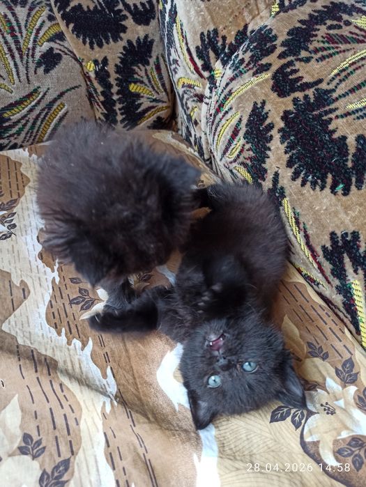 Отдам даром котят