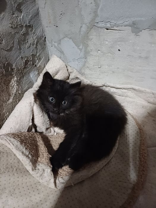 Отдам котят в добрые руки