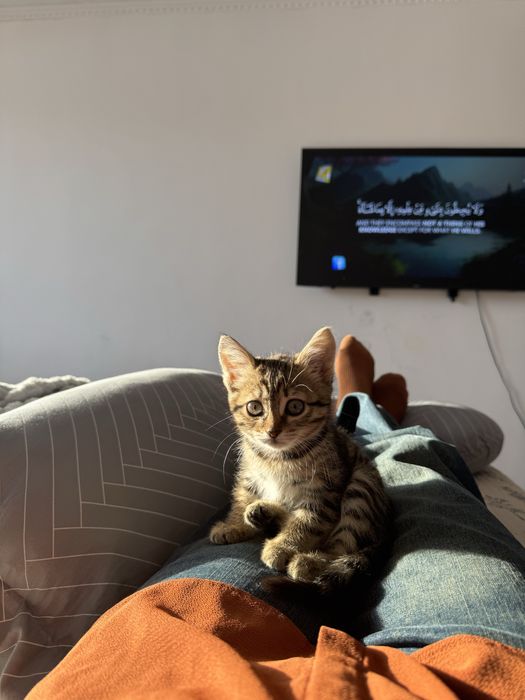 Отдам даром котенка