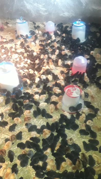 Супер Харко и Ломан Браун женски пилета