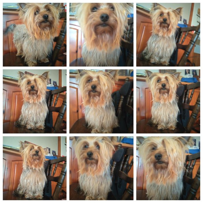 Йоркширски териер  мини